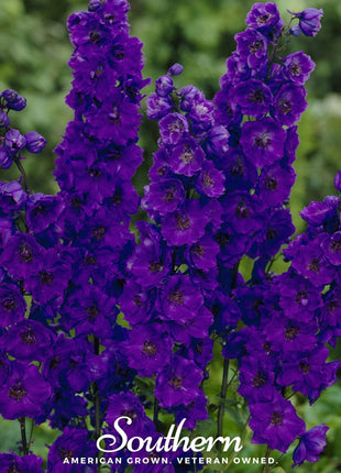 Black Knight Delphinium – 25 Seeds