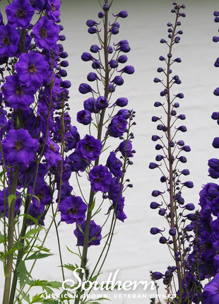Black Knight Delphinium – 25 Seeds