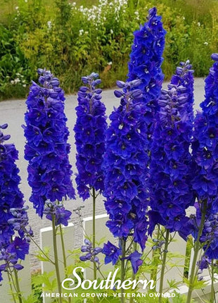 Black Knight Delphinium – 25 Seeds