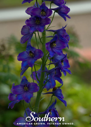 Black Knight Delphinium – 25 Seeds