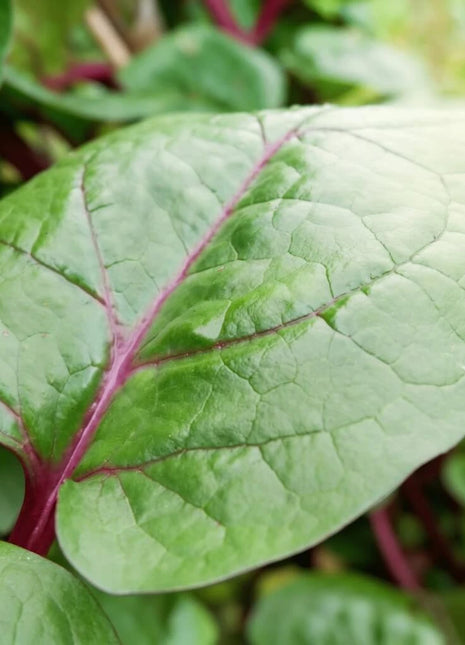 Malabar Red Spinach – 50 Seeds