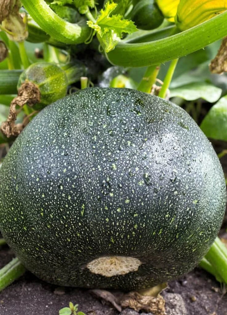 Zucchini Round Summer Squash – 25 Seeds