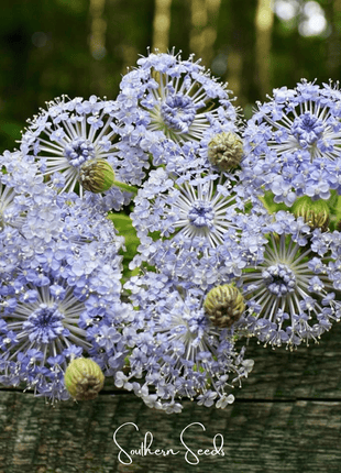 Blue Lace Flower Didiscus – 50 Seeds
