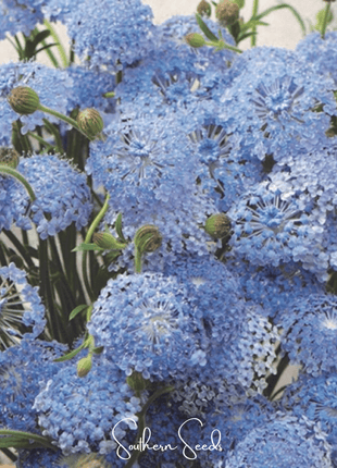 Blue Lace Flower Didiscus – 50 Seeds