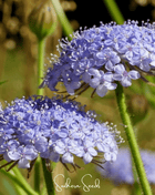 Blue Lace Flower Didiscus – 50 Seeds