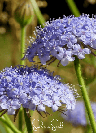Blue Lace Flower Didiscus – 50 Seeds