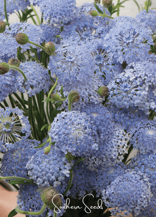 Blue Lace Flower Didiscus – 50 Seeds
