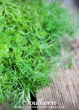 Bouquet Dill – 100 Seeds