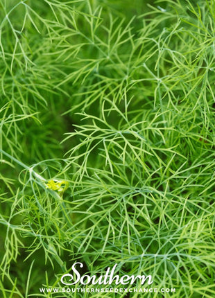 Bouquet Dill – 100 Seeds
