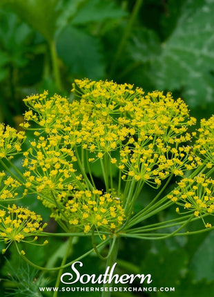 Bouquet Dill – 100 Seeds