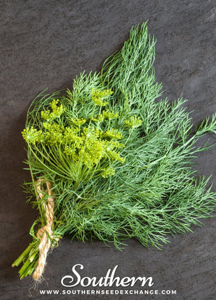 Bouquet Dill – 100 Seeds