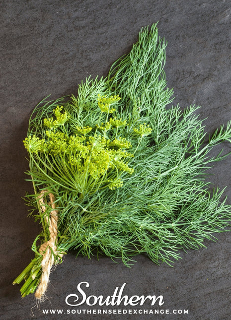 Bouquet Dill – 100 Seeds