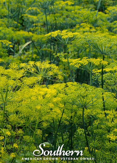 Dukat Dill – 100 Seeds