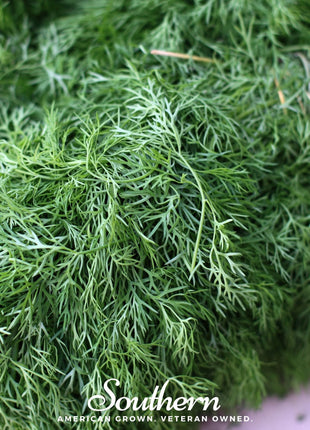 Dwarf Fernleaf Dill – 100 Seeds