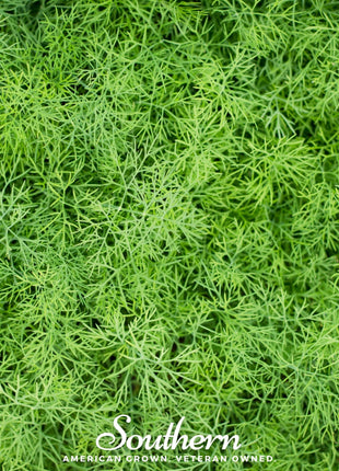 Dwarf Fernleaf Dill – 100 Seeds