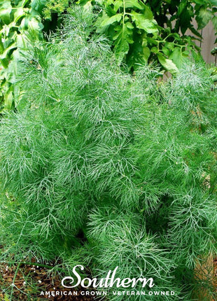 Dwarf Fernleaf Dill – 100 Seeds