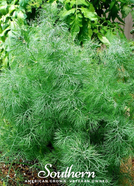 Dwarf Fernleaf Dill – 100 Seeds