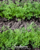 Dwarf Fernleaf Dill – 100 Seeds