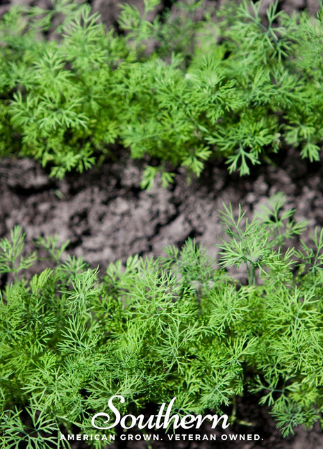 Dwarf Fernleaf Dill – 100 Seeds