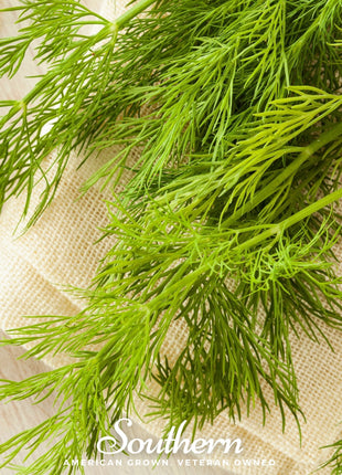 Mammoth Long Island Dill – 100 Seeds