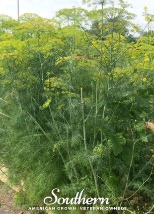 Mammoth Long Island Dill – 100 Seeds