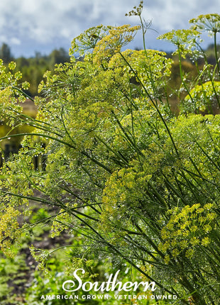 Mammoth Long Island Dill – 100 Seeds