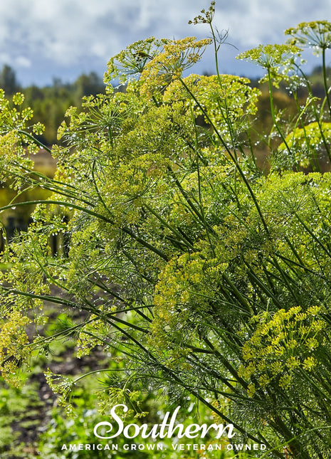Mammoth Long Island Dill – 100 Seeds
