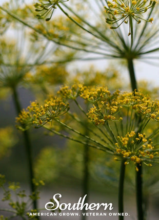 Mammoth Long Island Dill – 100 Seeds