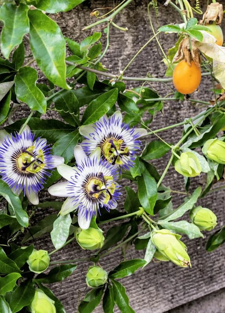 Blue Passionflower – 20 Seeds
