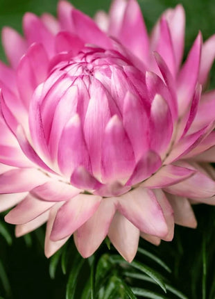 Silver Rose Strawflower – 25 Seeds