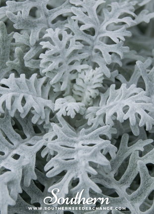 Dusty Miller Sivertown – 200 Seeds