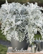 Dusty Miller Sivertown – 200 Seeds