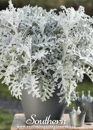 Dusty Miller Sivertown – 200 Seeds