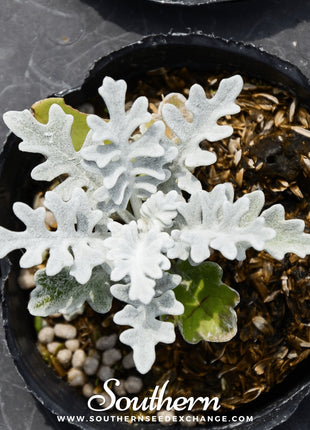 Dusty Miller Sivertown – 200 Seeds