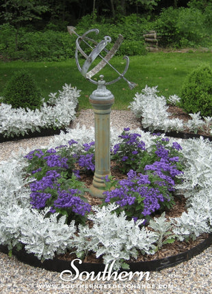 Dusty Miller Sivertown – 200 Seeds