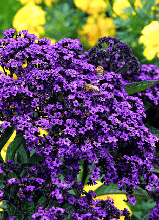 Dwarf Marine Heliotrope – 50 Seeds
