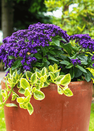Dwarf Marine Heliotrope – 50 Seeds