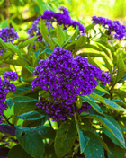 Dwarf Marine Heliotrope – 50 Seeds