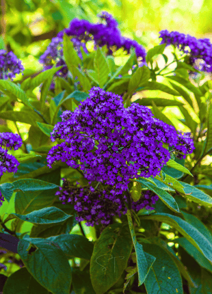 Dwarf Marine Heliotrope – 50 Seeds