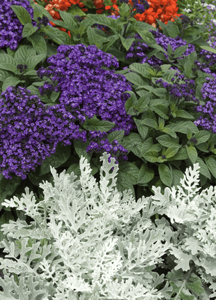 Dwarf Marine Heliotrope – 50 Seeds