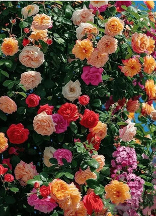 🌹Climbing Vine Rose Flower Seeds🌹