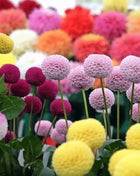 Pompon Dahlia Mix – 25 Seeds