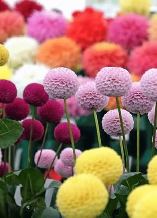 Pompon Dahlia Mix – 25 Seeds