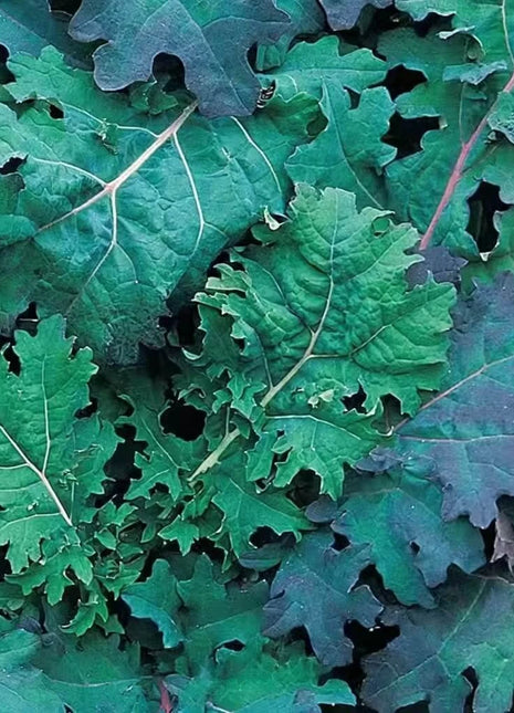 Red Russian Kale – 250 Seeds
