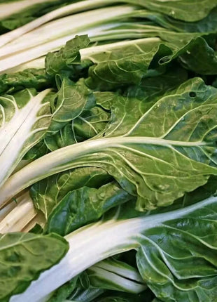 Lucullus Swiss Chard – 100 Seeds