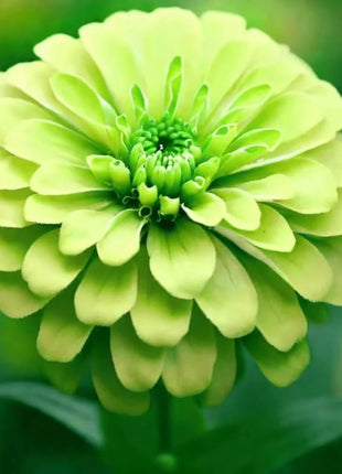 Lemon Meringue Zinnia – 100 Seeds