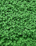 Micro Clover (Mini) – 10,000 Seeds