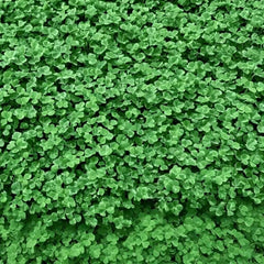 Collection image for: Clover
