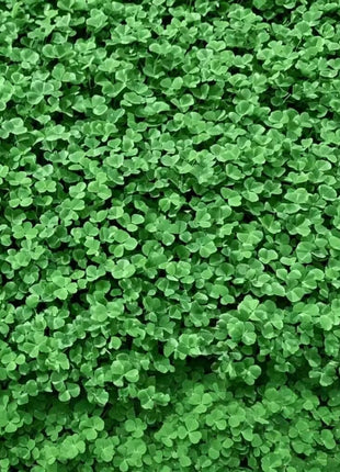 Micro Clover (Mini) – 10,000 Seeds