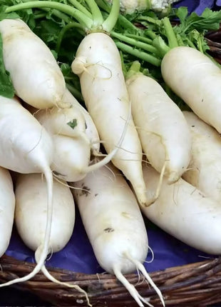 Lunar White Carrot – 250 Seeds